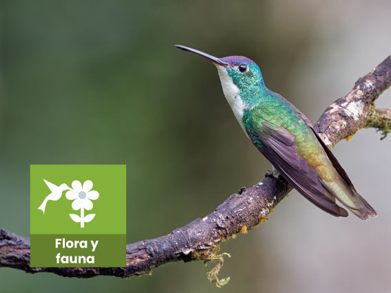 Flora y fauna